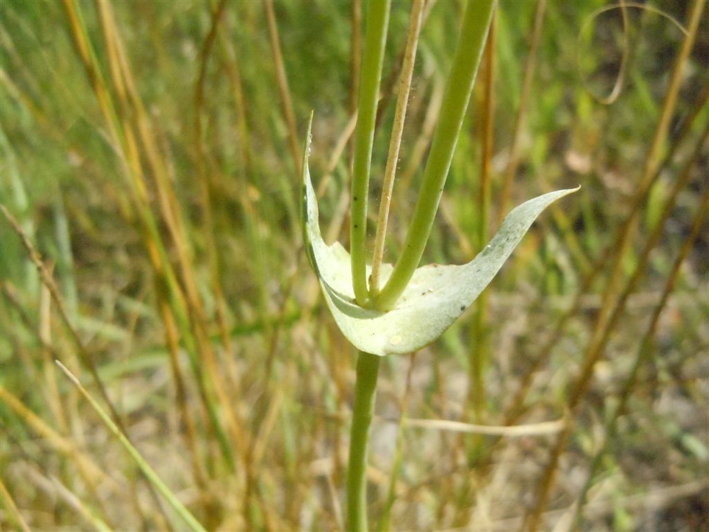 Blackstonia perfoliata